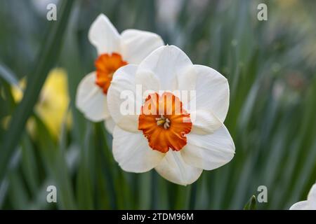 Spring flowers. Close up of narcissus flowers blooming in a garden Stock Photo