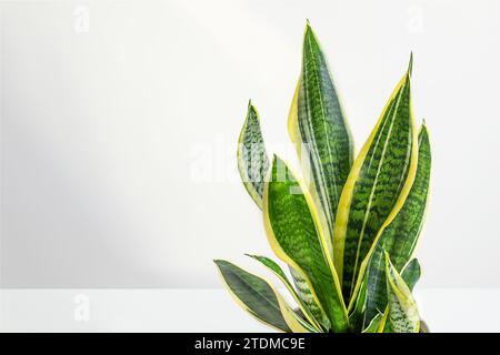 Sansevieria or snake plant leaves close up with copy space Stock Photo