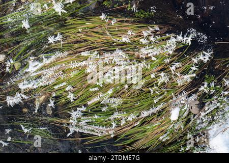 Frozen grass in a scottish burn. Highlands, Scotland Stock Photo