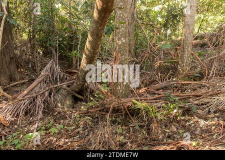 Tangled mass of fallen fronds and leaves on subtropical rainforest floor, Queensland, Australia. Some green creepers growing through the debris. Stock Photo