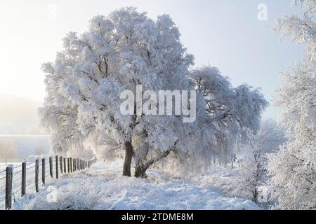 December mist, snow, and hoar frost on silver birch trees in the  moray countryside. Morayshire, Scotland Stock Photo