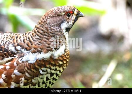 Haselhahn,Haselhuhn,Haselhühner,Hühner,Raufusshuener,Rauhfußhühner,Tetrastes bonasia,Vogel,Vögel,Waldvogel,Waldvögel,Wildvogel,Wildvögel Stock Photo