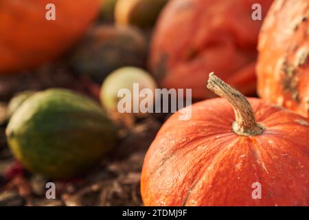 Close up of round ripe orange pumpkin on store counter among other pumpkins. Crop view of nice pumpkin in garden during harvesting season. Concept of autumn, harvest and farming. Stock Photo