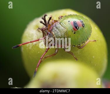 Hawthorn Shieldbug nymph (Acanthosoma haemorrhoidale) on hawthorn berries. Tipperary, Ireland Stock Photo