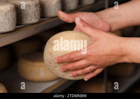 Production of artisanal cheese. In the curing process Stock Photo - Alamy