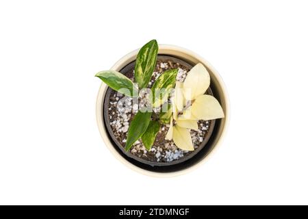 Zamioculcas Zamiifolia variegated plant high angle view on white isolated background Stock Photo