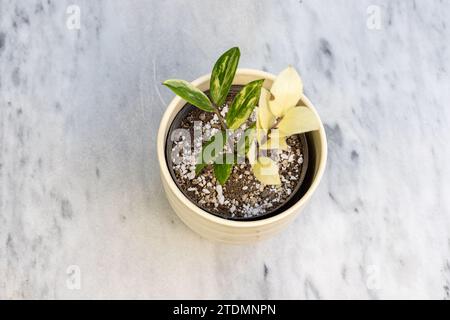 Zamioculcas Zamiifolia variegated plant in a decorative flowerpot Stock Photo