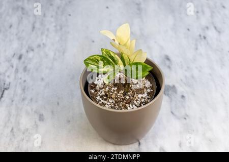 Variegated Zamioculcas zamiifolia ZZ plant in ceramic pot Stock Photo