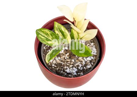 Beautiful Zamioculcas zamiifolia variegated plant isolated on white background Stock Photo