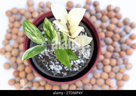 Top angle view of variegated zamioculcas zamiifolia plant closeup Stock Photo