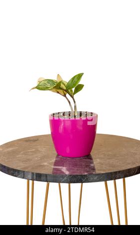 Zamioculcas zamiifolia variegated plant in a pink ceramic pot Stock Photo