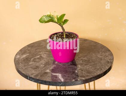 Zamioculcas zamiifolia variegated plant in pink ceramic pot Stock Photo