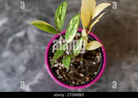 Zamioculcas zamiifolia variegated plant top angle view Stock Photo