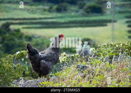 hen strolling through the countryside among the green vegetation in search of food. rural environment. Stock Photo