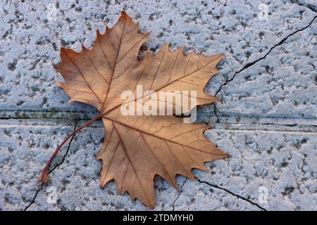 close-up of a fallen leaf on the concrete floor. textures. Autumn. Stock Photo