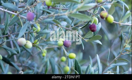 olive branches with green and semi-hard olives hard Stock Photo