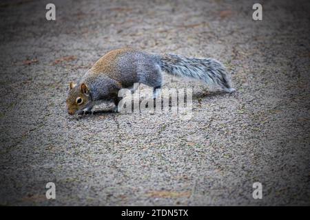 Squirrel looking for food Stock Photo