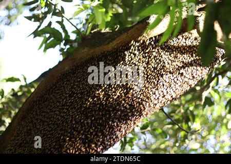 A large honeycomb on a tree with thousands of bees. Stock Photo