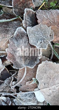 texture of frozen tree leaves in the grass Stock Photo