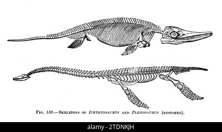 Skeletons of Ichthyosaurus and Plesiosaurus (restored)  from the book ' The story of our planet ' by Thomas George Bonney, 1833-1923 published in 1902 by Cassell and Company Stock Photo