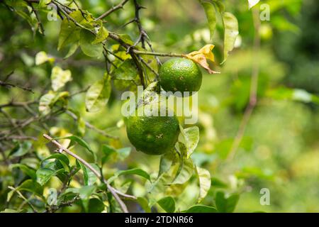 Green and Yellow Yuzu fruit in Japan. Yuzu or Citrus Ichangensis is a citrus fruit native to East Asia. It is a hybrid of the species Citrus ichangens Stock Photo