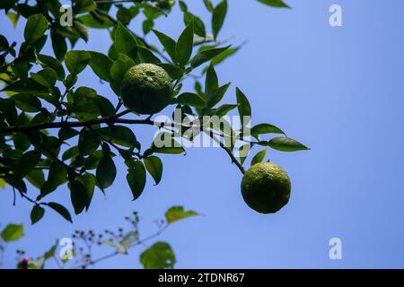 Green and Yellow Yuzu fruit in Japan. Yuzu or Citrus Ichangensis is a citrus fruit native to East Asia. It is a hybrid of the species Citrus ichangens Stock Photo