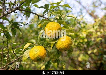 Green and Yellow Yuzu fruit in Japan. Yuzu or Citrus Ichangensis is a citrus fruit native to East Asia. It is a hybrid of the species Citrus ichangens Stock Photo