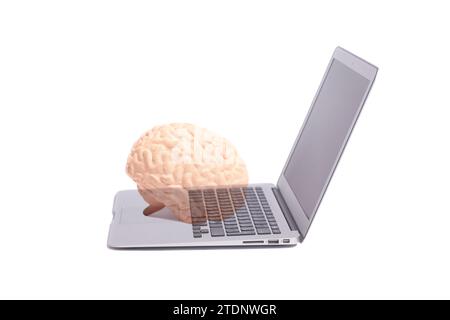 Human brain anatomical model on laptop. Stock Photo