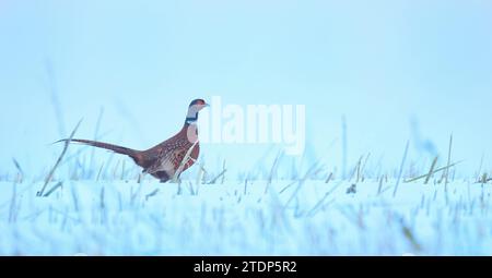 Common Pheasant Phasianus colchicus running across a snowy field, the best photo. Stock Photo