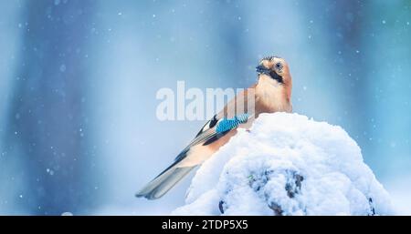 Eurasian jay Garrulus glandiarus a jay sits on a covered branch in the cold, the best photo Stock Photo