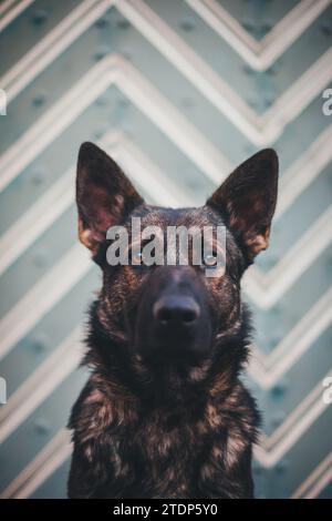 Working line German Shepherd Dog (Alsatian) in the historic town of Weitra, Waldviertel, Austria Stock Photo