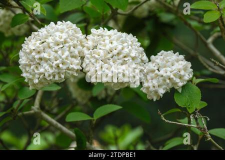 Viburnum × carlcephalum, fragrant snowball, tubular-trumpet-shaped flowers in domed, terminal corymbs Stock Photo