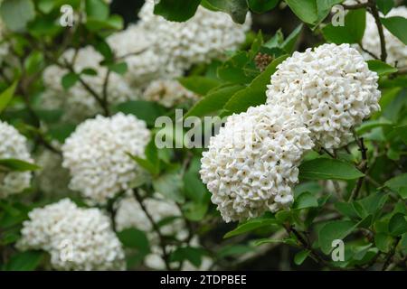 Viburnum × carlcephalum, fragrant snowball, tubular-trumpet-shaped flowers in domed, terminal corymbs Stock Photo