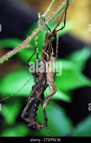 Malaysian stick insect (Heteropteryx dilatata) is an insect native to Malaysia. Stock Photo