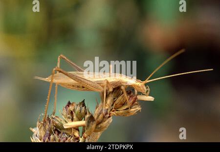 Italian tree cricket (Oecanthus pellucens) is native to central and specialy to southern Europe. This photo was taken near Begur, Girona province, Cat Stock Photo