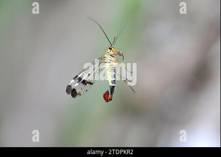 Scorpion-fly (Panorpa meridionalis) male. This photo was taken near Begur, Girona province, Catalonia, Spain. Stock Photo