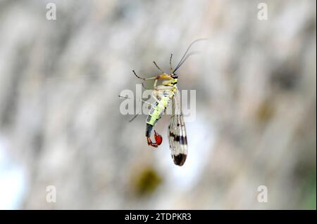 Scorpion-fly (Panorpa meridionalis) male. This photo was taken near Begur, Girona province, Catalonia, Spain. Stock Photo