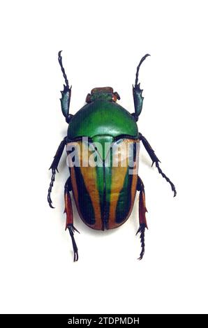 Flamboyant flower beetle (Eudicella gralli) is a colorful beetle native to central Africa. Female. Stock Photo