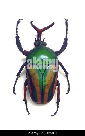 Flamboyant flower beetle (Eudicella gralli) is a colorful beetle native to central Africa. Male. Stock Photo