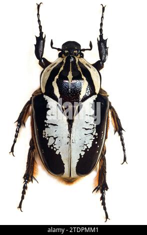 Goliathus regius hi-res stock photography and images - Alamy