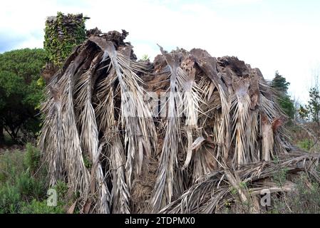 Dead palm for the action of Rhynchophorus ferrugineus, the Asian palm weevil. This photo was taken in Delta del Llobregat, Barcelona province, Catalon Stock Photo