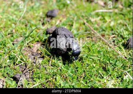 Sacred scarab (Scarabeus sacer) is a dung beetle native to Mediterranean Basin and Asia. Stock Photo