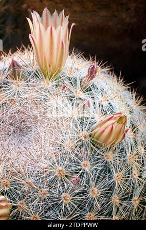 Snowball cactus (Mammilloydia candida, = Mammillaria), Cactaceae. Ornamental succulent plant. rare cactus. globular shape, yellow flower. Stock Photo