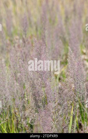 Calamagrostis brachytricha. Korean feather reed grass. Stock Photo