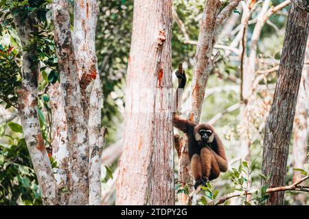 Bornean white-bearded gibbon in the jungle of Borneo Stock Photo