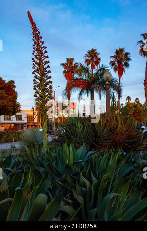 Large plants and palm trees during sunset at santa monica bluffs park Stock Photo