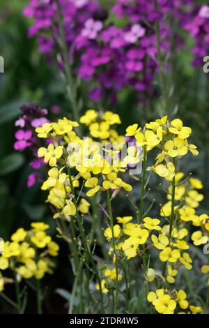 Erysimum flowers. Wallflowers in the garden. Stock Photo