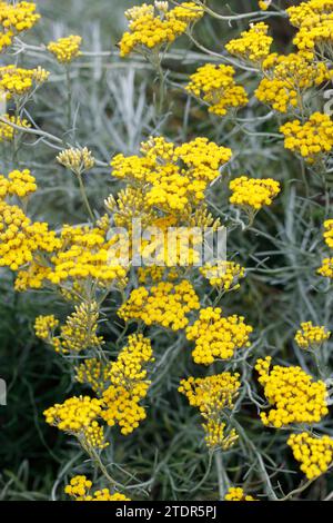 Helichrysum italicum in flower. Stock Photo