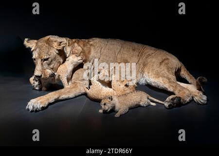 Paris, France - 06 10 2023: The Great Evolution Gallery of Paris. Felines exhibition. View of a lioness and her Lions cub playing Stock Photo