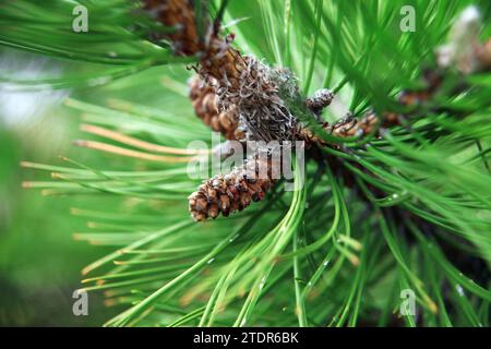 Brown pine cone on blur background Stock Photo